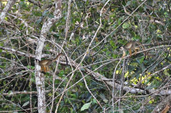 Encontro com macacos na Reserva do Mamirauá, na região de Tefé, no Amazonas